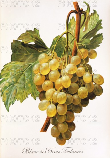Ampelograhie. grape variety science. oenology. viticulture. grape. vine. Blanc-des-Trois-Fontaines grape. digitally enhanced reproduction of a model by Alexis Kreyder (1839 to 1912). historical
