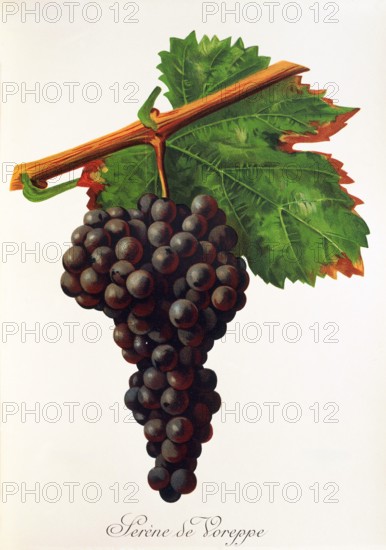 Ampelograhie. grape variety science. oenology. viticulture. grape. vine. Serene de Voreppe grape. digitally enhanced reproduction of a model by Jules Tronca (1855 to 1915). historical