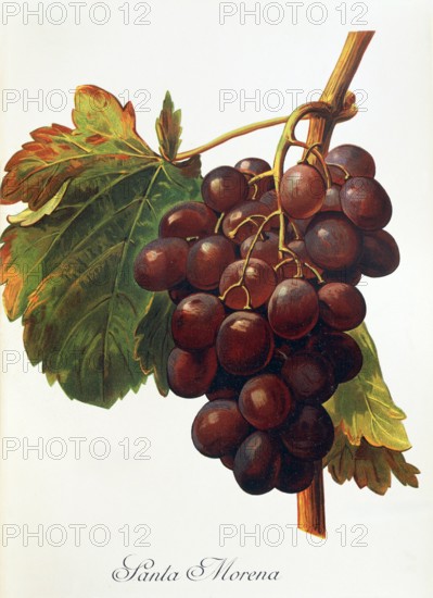 Ampelograhie. grape variety science. oenology. viticulture. grape. grapevine. Santa Morena grape. digitally enhanced reproduction of a model by Alexis Kreyder (1839 to 1912). historical