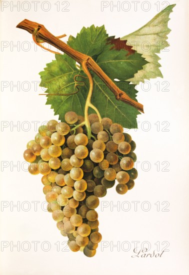 Ampelograhie. grape variety science. oenology. viticulture. grape. grapevine. Lardot grape. digitally enhanced reproduction of a model by Jules Tronca (1855 to 1915). historical