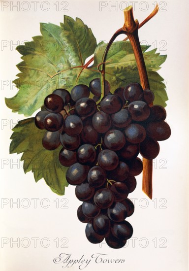 Ampelograhie. grape variety science. oenology. viticulture. grape. grapevine. Appley Towers grape. digitally enhanced reproduction of a model by Alexis Kreyder (1839 to 1912). historical