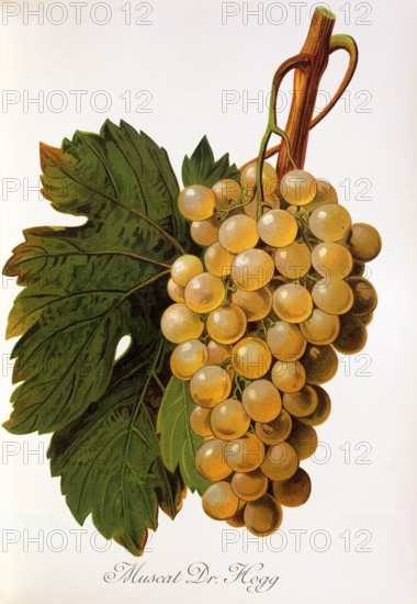 Ampelograhie. grape variety science. oenology. viticulture. grape. vine. Muscat Dr. Hogg grape. digitally enhanced reproduction of a template by Alexis Kreyder (1839 to 1912). historical