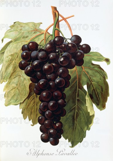 Ampelograhie. grape variety science. oenology. viticulture. grape. vine. Alphonse Lavallee grape. digitally enhanced reproduction of a model by Alexis Kreyder (1839 to 1912). historical