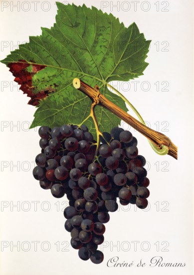 Ampelograhie. grape variety science. oenology. viticulture. grape. vine. Cirene de Romans grape. digitally enhanced reproduction of a model by Jules Tronca (1855 to 1915). historical