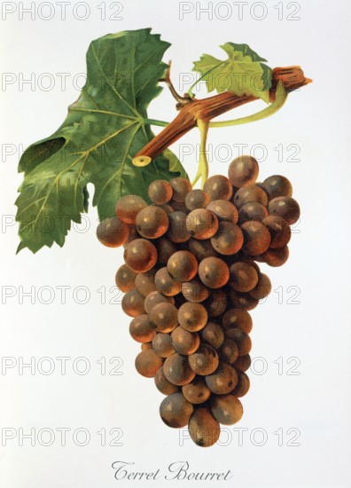 Ampelograhie. grape variety science. oenology. viticulture. grape. vine. Terret Bourret grape. digitally enhanced reproduction of a model by Jules Tronca (1855 to 1915). historical