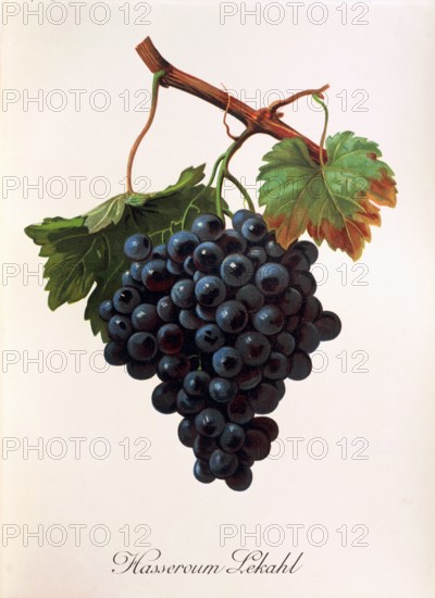 Ampelograhie. grape variety science. oenology. viticulture. grape. vine. Hasseroum Lekahl grape. digitally enhanced reproduction of a model by Alexis Kreyder (1839 to 1912). historical