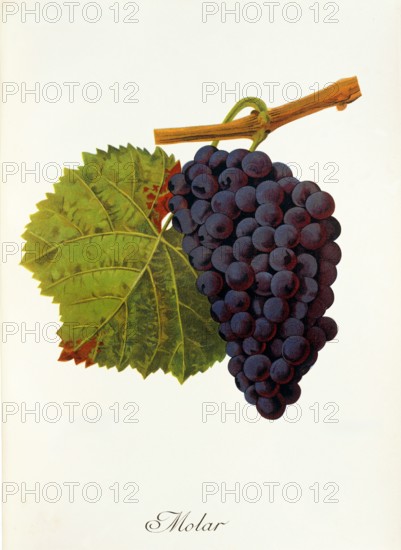 Ampelograhie. grape variety science. oenology. viticulture. grape. vine. molar grape. digitally enhanced reproduction of a model by Jules Tronca (1855 to 1915). historical