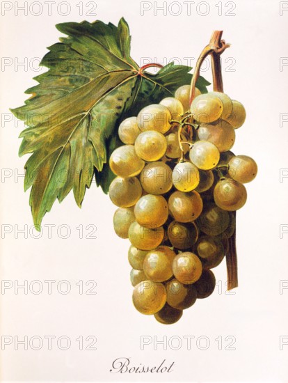 Ampelograhie. grape variety science. oenology. viticulture. grape. vine. Boisselot grape. digitally enhanced reproduction of a model by Alexis Kreyder (1839 to 1912). historical
