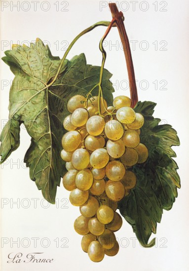 Ampelograhie. grape variety science. oenology. viticulture. grape. vine. La France grape. digitally enhanced reproduction of a model by Alexis Kreyder (1839 to 1912). historical