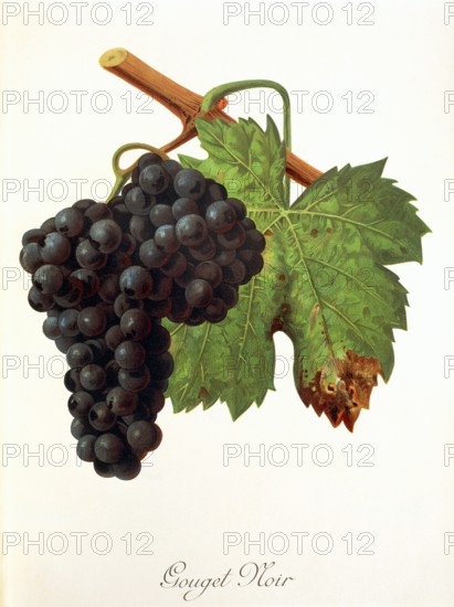 Ampelograhie. grape variety science. oenology. viticulture. grape. vine. Gouget Noir grape. digitally enhanced reproduction of a model by Jules Tronca (1855 to 1915). historical