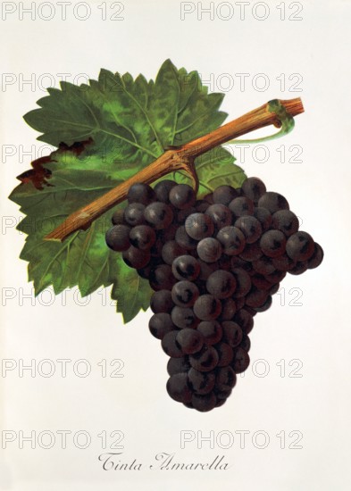 Ampelograhie. grape variety science. oenology. viticulture. grape. vine. Tinto Amarella grape. digitally enhanced reproduction of a model by Jules Tronca (1855 to 1915). historical