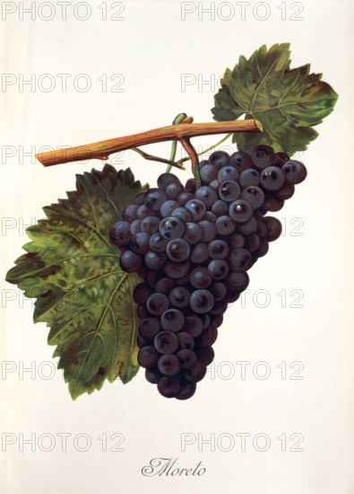 Ampelograhie. grape variety science. oenology. viticulture. grape. vine. Moreto grape. digitally enhanced reproduction of a model by Alexis Kreyder (1839 to 1912). historical