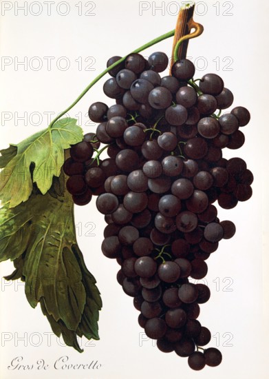 Ampelograhie. grape variety science. oenology. viticulture. grape. vine. Gros de Coveretto grape. digitally enhanced reproduction of a model by Alexis Kreyder (1839 to 1912). historical