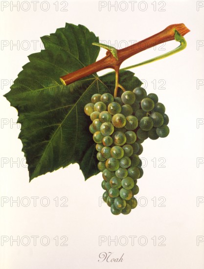 Ampelograhie. grape variety science. oenology. viticulture. grape. vine. Noah grape. digitally enhanced reproduction of a model by Jules Tronca (1855 to 1915). historical