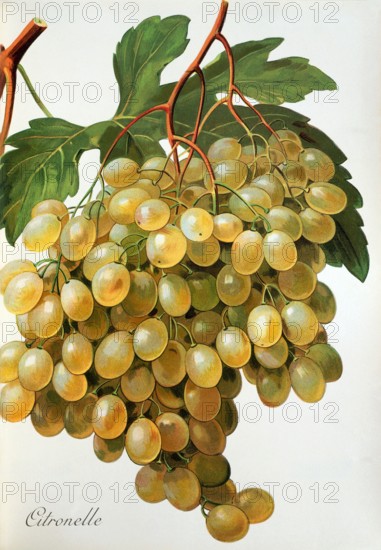 Ampelograhie. grape variety science. oenology. viticulture. grape. grapevine. Citronelle grape. digitally enhanced reproduction of a model by Alexis Kreyder (1839 to 1912). historical