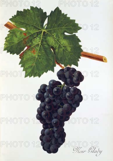 Ampelograhie. grape variety science. oenology. viticulture. grape. vine. Noir Glady grape. digitally enhanced reproduction of a model by Jules Tronca (1855 to 1915). historical