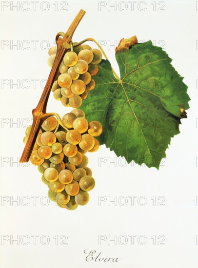 Ampelograhie. grape variety science. oenology. viticulture. grape. grapevine. Elvira grape. digitally enhanced reproduction of a model by Jules Tronca (1855 to 1915). historical