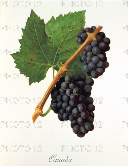Ampelograhie. grape variety science. oenology. viticulture. grape. grapevine. Canada grape. digitally enhanced reproduction of a model by Jules Tronca (1855 to 1915). historical