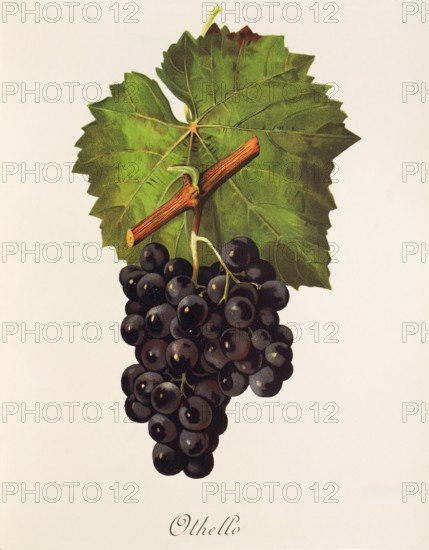 Ampelograhie. grape variety science. oenology. viticulture. grape. vine. Othello grape. digitally enhanced reproduction of a model by Jules Tronca (1855 to 1915). historical