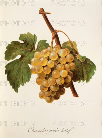 Ampelograhie. grape variety science. oenology. viticulture. grape. vine. Chasselas Perle' Hatif grape. digitally enhanced reproduction of a template by Alexis Kreyder (1839 to 1912). historical
