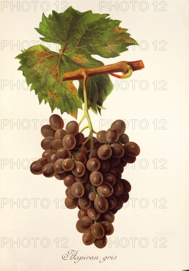 Ampelograhie. grape variety science. oenology. viticulture. grape. grapevine. Aspiran Gris grape. digitally enhanced reproduction of a model by Jules Tronca (1855 to 1915). historical