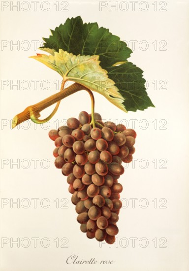 Ampelograhie. grape variety science. oenology. viticulture. grape. grapevine. Clairette Rose grape. digitally enhanced reproduction of a model by Jules Tronca (1855 to 1915). historical
