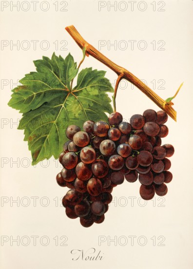Ampelograhie. grape variety science. oenology. viticulture. grape. vine. Noubi grape. digitally enhanced reproduction of a model by Alexis Kreyder (1839 to 1912). historical