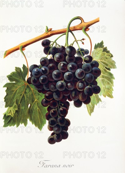 Ampelograhie. grape variety science. oenology. viticulture. grape. grapevine. Farana Noir grape. digitally enhanced reproduction of a model by Alexis Kreyder (1839 to 1912). historical