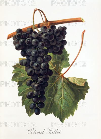 Ampelograhie. grape variety science. oenology. viticulture. grape. vine. Colonel Fallet grape. digitally enhanced reproduction of a model by Alexis Kreyder (1839 to 1912). historical