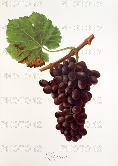 Ampelograhie. grape variety science. oenology. viticulture. grape. grapevine. Zitania grape. a rare and historic grapevine known mainly in the Nehla region