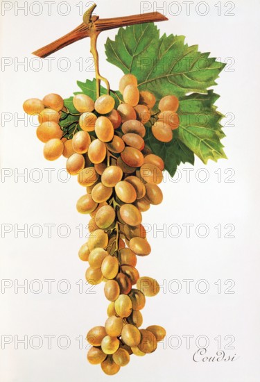 Ampelograhie. grape variety science. oenology. viticulture. grape. vine. Coudsi grape. digitally enhanced reproduction of a model by Jules Tronca (1855 to 1915). historical