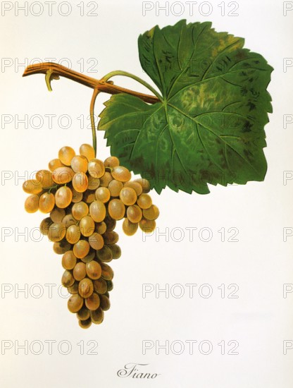 Ampelograhie. grape variety science. oenology. viticulture. grape. vine. Catarratto grape. white grape from Sicily. digitally enhanced reproduction of a model by Alexis Kreyder (1839 to 1912). historical