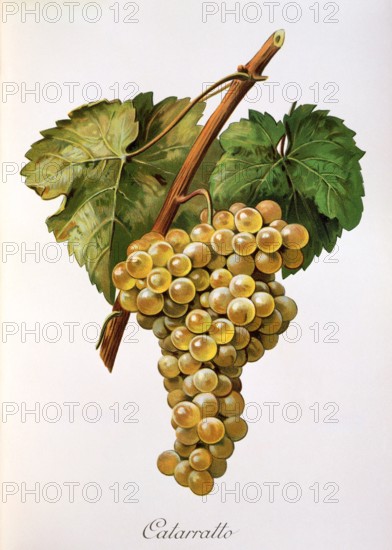 Ampelograhie. grape variety science. oenology. viticulture. grape. vine. Fiano grape. a very old autochthonous white wine variety of southern Italy. digitally enhanced reproduction of an original by Alexis Kreyder (1839 to 1912). historical