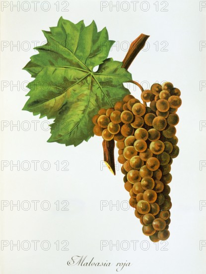 Ampelograhie. grape variety science. oenology. viticulture. grape. grapevine. Malvasia grape. white Malvasia grape. grape variety from Spain. digitally enhanced reproduction of a template by Alexis Kreyder (1839 to 1912). historical