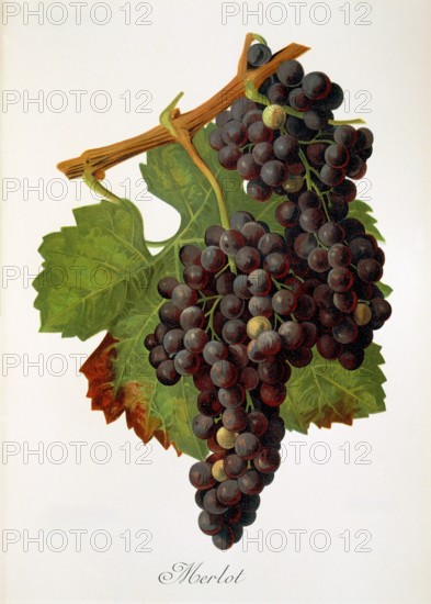Ampelograhie. grape variety science. oenology. viticulture. grape. vine. Merlot grape. from France from the area around Bordeaux. digitally enhanced reproduction of an original by Alexis Kreyder (1839 to 1912). historical