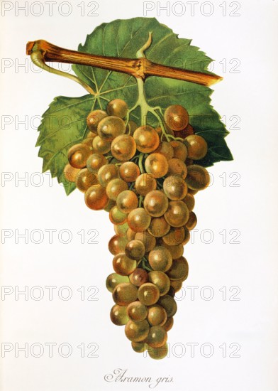 Ampelograhie. grape variety science. oenology. viticulture. grape. vine. Aramon Gris grape. old white grape variety probably originates from Spain. digitally enhanced reproduction of a model by Alexis Kreyder (1839 to 1912). historical