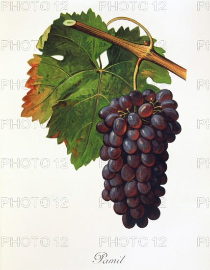 Ampeography. grape variety science. oenology. viticulture. grape. vine. Pamit grape. a red wine variety. This old variety comes from the Bulgarian-Greek border region. Digitally enhanced reproduction of an original by Alexis Kreyder (1839 to 1912). Historical