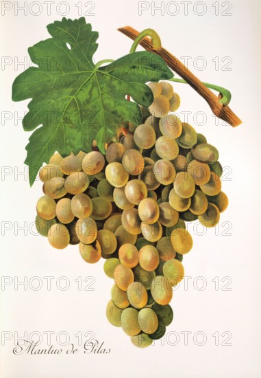 Ampelograhie. grape variety science. oenology. viticulture. grape. vine. Mantuo de Pilas grape. white grape variety originates from Spain or Portugal. digitally enhanced reproduction of a model by Alexis Kreyder (1839 to 1912). historical