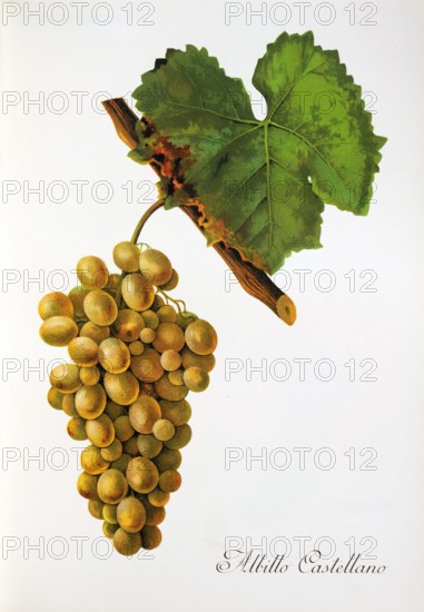 Ampelograhie. grape variety science. oenology. viticulture. grape. vine. Albillo Castellano grape. very old white grape variety originates from Spain. digitally enhanced reproduction of a template by Alexis Kreyder (1839 to 1912). historical