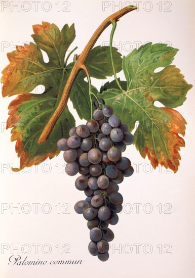 Ampelograhie. grape variety science. oenology. viticulture. grape. grapevine. Palomino Commun grape. digitally enhanced reproduction of a model by Alexis Kreyder (1839 to 1912). historical