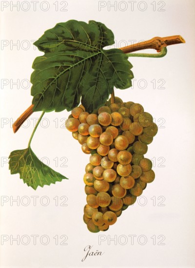 Ampelograhie. grape variety science. oenology. viticulture. grape. vine. Jaen grape. digitally enhanced reproduction of a model by Jules Tronca (1855 to 1915). historical
