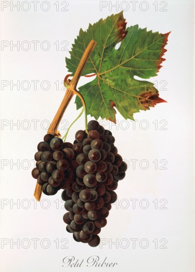 Ampelograhie. grape variety science. oenology. viticulture. grape. vine. Petit Ribier grape. digitally enhanced reproduction of a model by Jules Tronca (1855 to 1915). historical