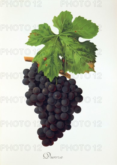 Ampelograhie. grape variety science. oenology. viticulture. grape. grapevine. Dureza grape. digitally enhanced reproduction of a model by Jules Tronca (1855 to 1915). historical
