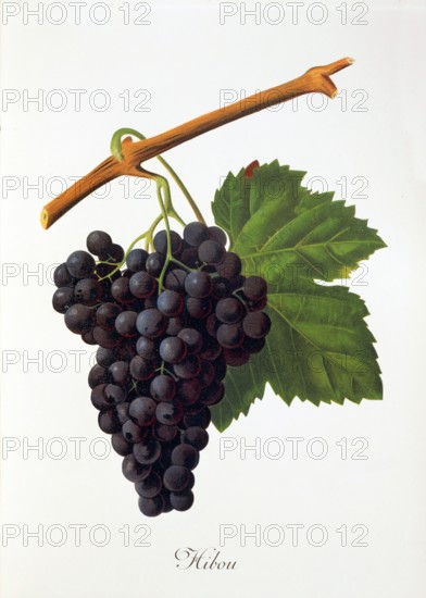 Ampelograhie. grape variety science. oenology. viticulture. grape. grapevine. Hibou grape. digitally enhanced reproduction of a model by Jules Tronca (1855 to 1915). historical