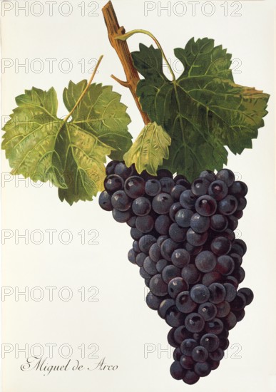 Ampelograhie. grape variety science. oenology. viticulture. grape. grapevine. Miguel de Arco grape. digitally enhanced reproduction of a model by Alexis Kreyder (1839 to 1912). historical