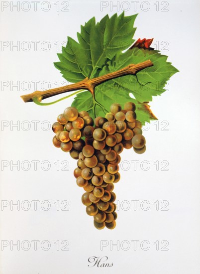 Ampelograhie. grape variety science. oenology. viticulture. grape. grapevine. Hans grape. digitally enhanced reproduction of a model by Jules Tronca (1855 to 1915). historical