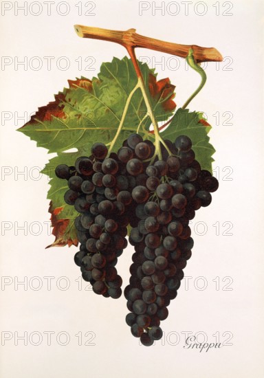 Ampelograhie. grape variety science. oenology. viticulture. grape. vine. Grappu grape. digitally enhanced reproduction of a model by Jules Tronca (1855 to 1915). historical
