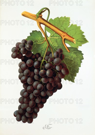 Ampelograhie. grape variety science. oenology. viticulture. grape. vine. Fer grape. digitally enhanced reproduction of a model by Jules Tronca (1855 to 1915). historical