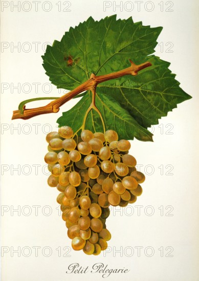 Ampelograhie. grape variety science. oenology. viticulture. grape. grapevine. Petit Pelegarie grape. digitally enhanced reproduction of a model by Jules Tronca (1855 to 1915). historical
