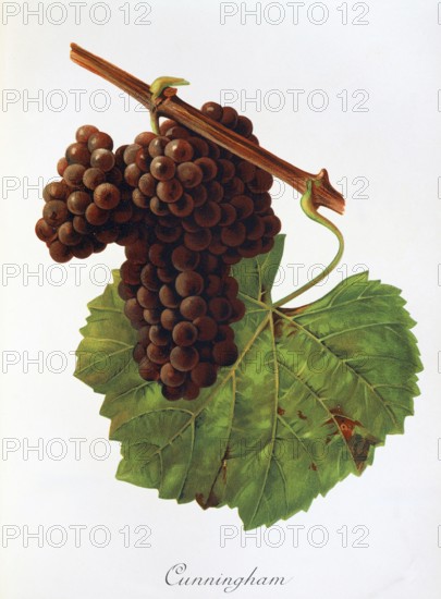 Ampelograhie. grape variety science. oenology. viticulture. grape. grapevine. Cunningham grape. digitally enhanced reproduction of a model by Jules Tronca (1855 to 1915). historical